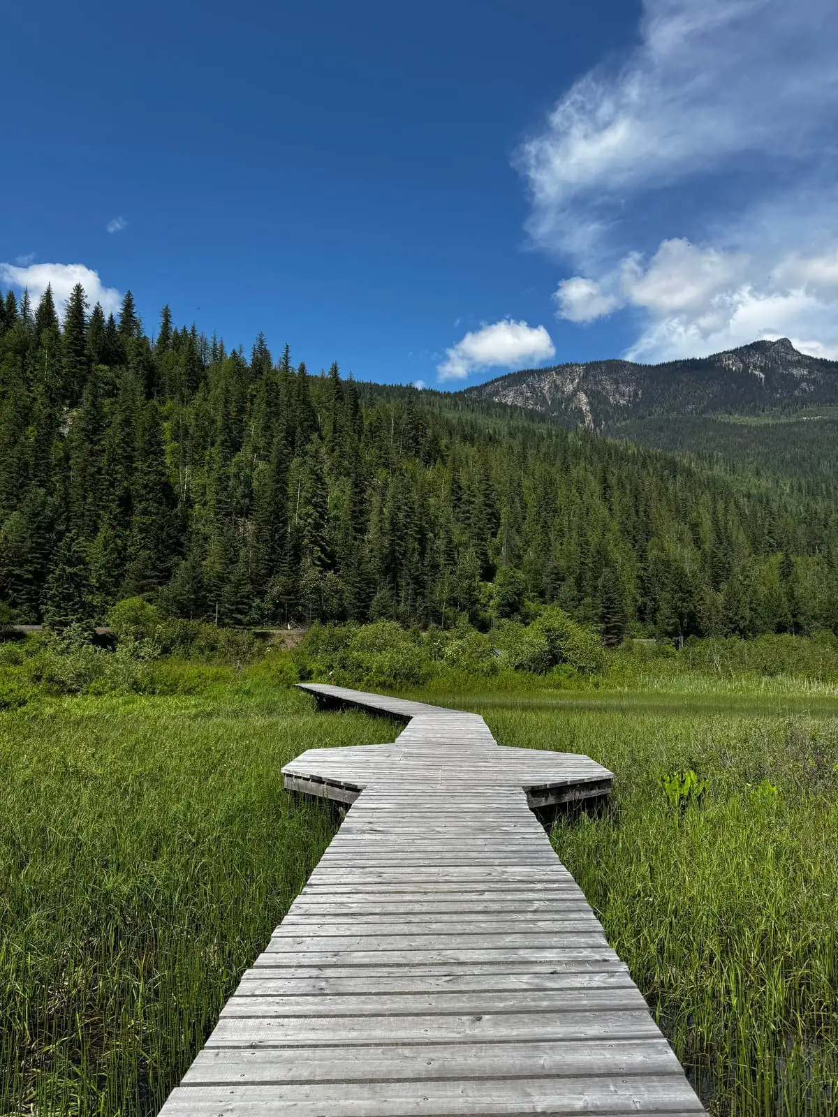 A weathered wooden boardwalk winding across a green mountain marsh toward forested slopes under a blue sky.
