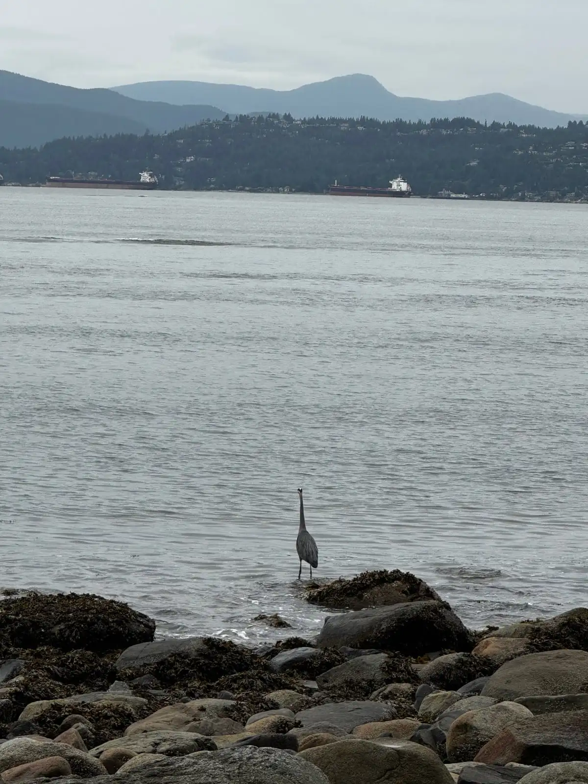 A great blue heron standing still in the shallows of the Salish Sea on a calm grey day, forested mountains beyond.