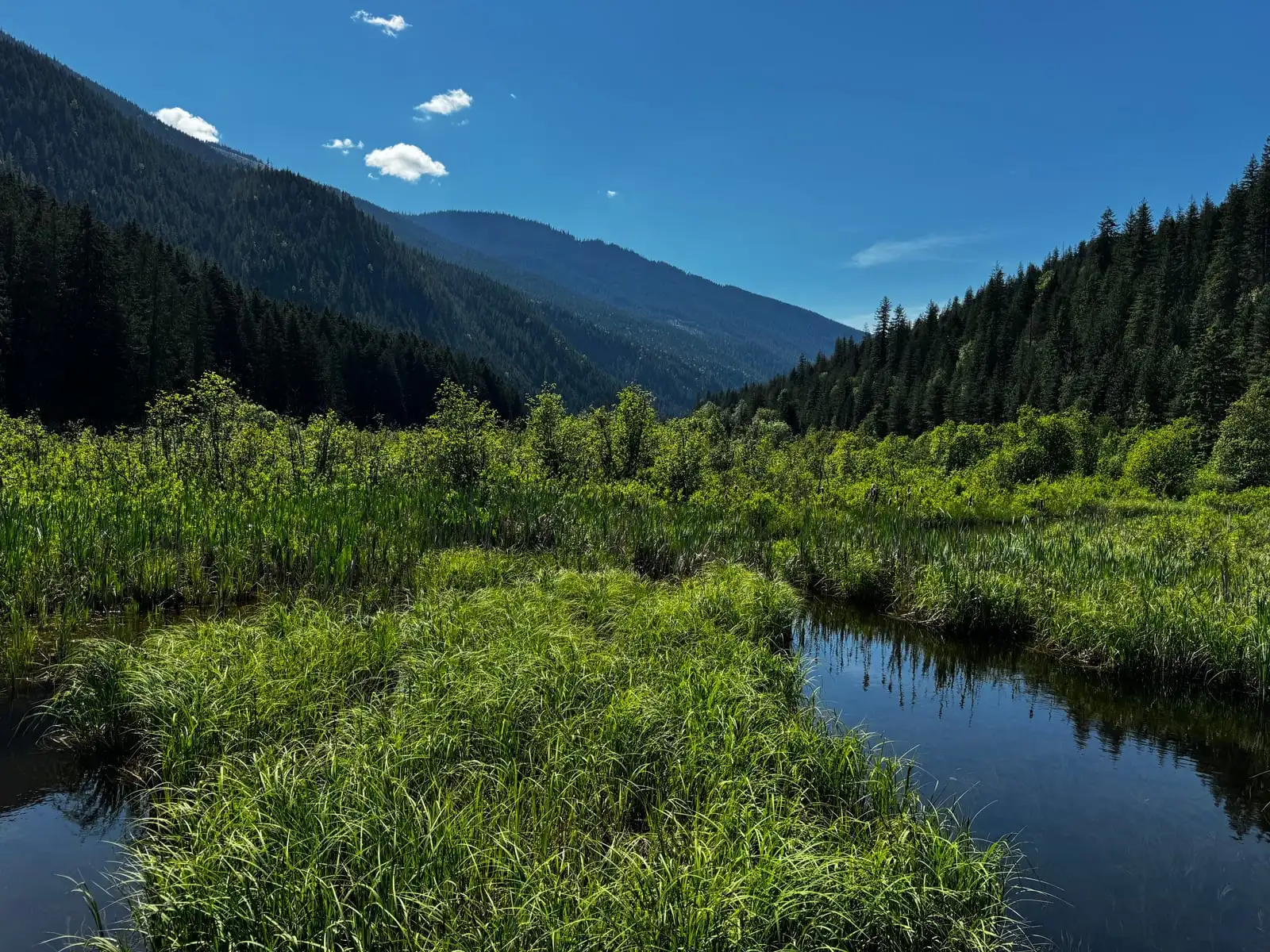 A still mountain creek winding through bright green marsh grass, forested slopes rising under a clear Pacific-Northwest sky.