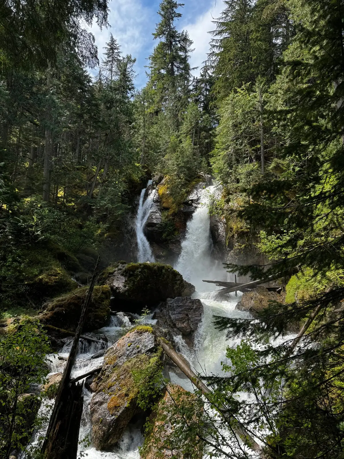 A forest waterfall tumbling over mossy rock through dense Pacific-Northwest cedar.